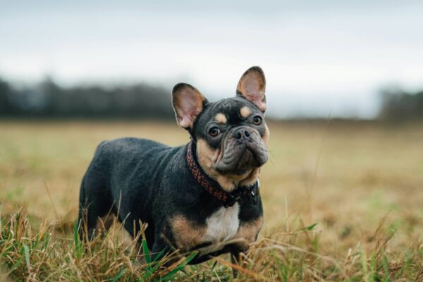 A close-up portrait of a French Bulldog with unique black, tan, and white markings standing in a field of tall, dry grass. The dog is wearing a leopard-print collar and looking directly at the camera with an alert expression. The background features a soft-focus, desaturated landscape under an overcast sky, creating a modern and stylish outdoor aesthetic.
